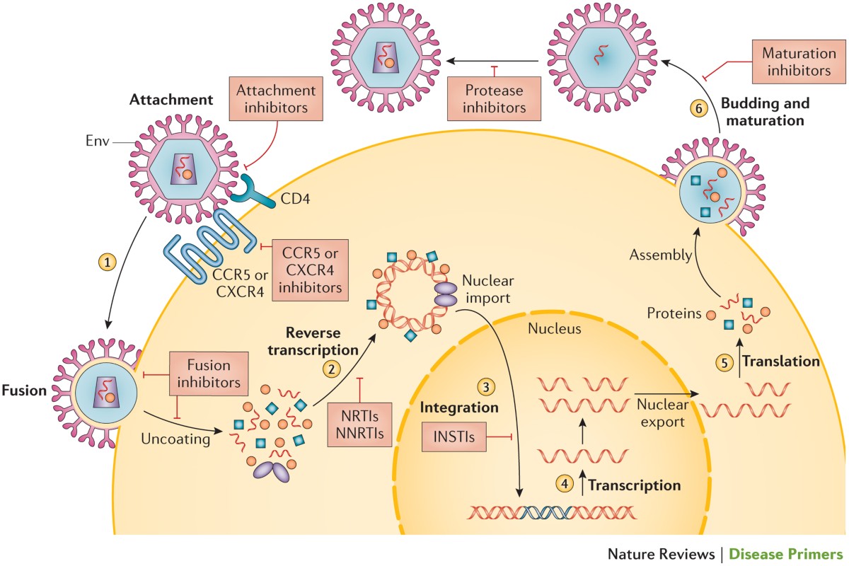 ВИЧ без мифов: что важно знать к 1 декабря и не только